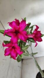 Planta Simples 2655 – 35cm – 03 anos - Imagem 5