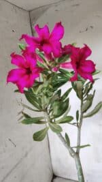 Planta Simples 2655 – 35cm – 03 anos - Imagem 4