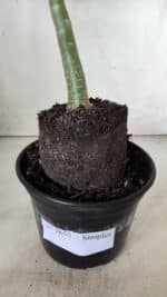 Planta Simples 2655 – 35cm – 03 anos - Imagem 8