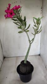 Planta Simples 2655 – 35cm – 03 anos - Imagem 7