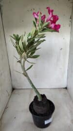 Planta Simples 2655 – 35cm – 03 anos - Imagem 6