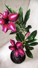 Planta Simples 2656 – 35cm – 03 anos - Imagem 5