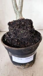 Planta Simples 2656 – 35cm – 03 anos - Imagem 7