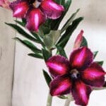 Planta Simples 2656 – 35cm – 03 anos