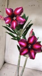 Planta Simples 2656 – 35cm – 03 anos