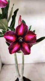 Planta Simples 2656 – 35cm – 03 anos - Imagem 3