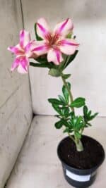 Planta Simples 2657 – 30cm – 02 anos - Imagem 2