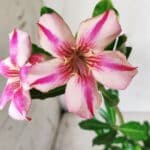 Planta Simples 2657 – 30cm – 02 anos