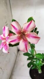 Planta Simples 2657 – 30cm – 02 anos