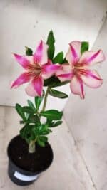 Planta Simples 2657 – 30cm – 02 anos - Imagem 4