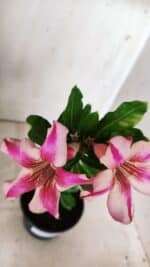 Planta Simples 2657 – 30cm – 02 anos - Imagem 5