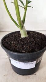 Planta Simples 2657 – 30cm – 02 anos - Imagem 7