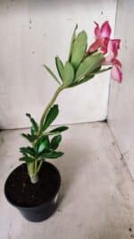 Planta Simples 2657 – 30cm – 02 anos - Imagem 6