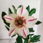 Planta Simples 2658 – 30cm – 02 anos