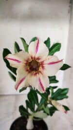 Planta Simples 2658 – 30cm – 02 anos