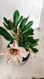 Planta Simples 2658 – 30cm – 02 anos - Imagem 4