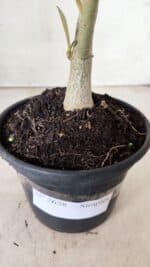 Planta Simples 2658 – 30cm – 02 anos - Imagem 7