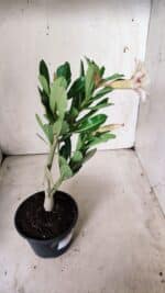 Planta Simples 2658 – 30cm – 02 anos - Imagem 6