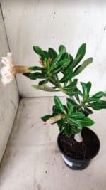 Planta Simples 2658 – 30cm – 02 anos - Imagem 5