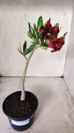 Planta Simples 2659 – 30cm – 02 anos - Imagem 2