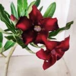 Planta Simples 2659 – 30cm – 02 anos