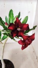 Planta Simples 2659 – 30cm – 02 anos