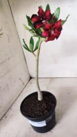 Planta Simples 2659 – 30cm – 02 anos - Imagem 7