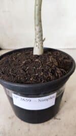 Planta Simples 2659 – 30cm – 02 anos - Imagem 6