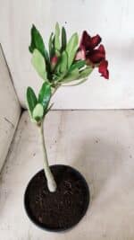 Planta Simples 2659 – 30cm – 02 anos - Imagem 5