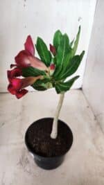 Planta Simples 2659 – 30cm – 02 anos - Imagem 4