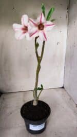 Planta Simples 2660 – 30cm – 02 anos - Imagem 6