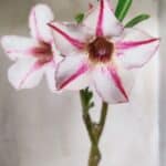 Planta Simples 2660 – 30cm – 02 anos