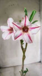 Planta Simples 2660 – 30cm – 02 anos