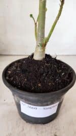 Planta Simples 2660 – 30cm – 02 anos - Imagem 3