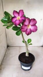 Planta Simples 2661 – 30cm – 02 anos - Imagem 2