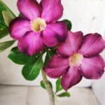 Planta Simples 2661 – 30cm – 02 anos