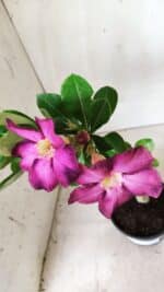 Planta Simples 2661 – 30cm – 02 anos - Imagem 4