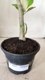 Planta Simples 2661 – 30cm – 02 anos - Imagem 6