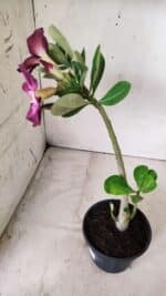 Planta Simples 2661 – 30cm – 02 anos - Imagem 5