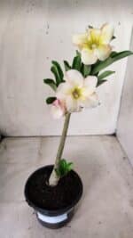 Planta Simples 2663 – 30cm – 02 anos - Imagem 2