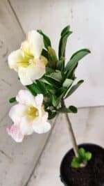 Planta Simples 2663 – 30cm – 02 anos - Imagem 4