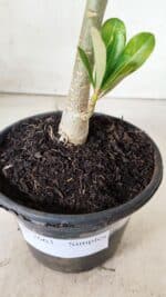 Planta Simples 2663 – 30cm – 02 anos - Imagem 6