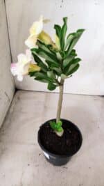 Planta Simples 2663 – 30cm – 02 anos - Imagem 5