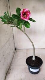 Planta Simples 2664 – 30cm – 02 anos - Imagem 2