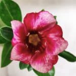 Planta Simples 2664 – 30cm – 02 anos