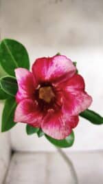 Planta Simples 2664 – 30cm – 02 anos