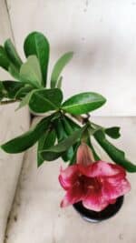 Planta Simples 2664 – 30cm – 02 anos - Imagem 4