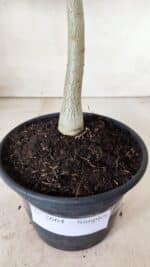 Planta Simples 2664 – 30cm – 02 anos - Imagem 6