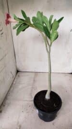 Planta Simples 2664 – 30cm – 02 anos - Imagem 5