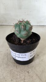 THELOCACTUS Hexaedrophorus Nº 86 – VASO 09 - Imagem 2
